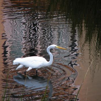 Fotografie getiteld "Egret Hunting At Su…" door Jim Cureton, Origineel Kunstwerk, Digitale fotografie