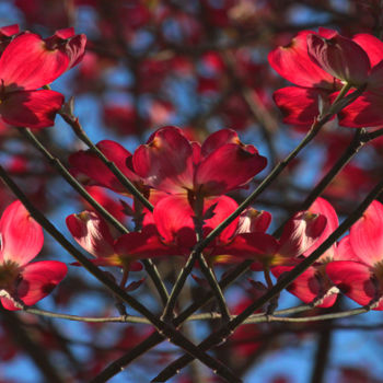 Photography titled "Tri-Symmetric Dogwo…" by Jim Cureton, Original Artwork, Manipulated Photography