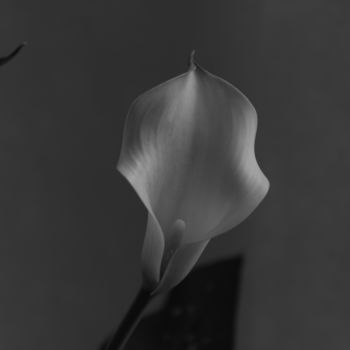 Photography titled "Kitchen Calla Lily…" by Jim Cureton, Original Artwork, Digital Photography