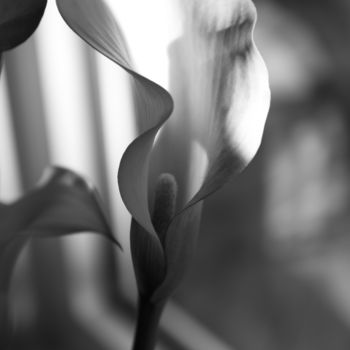 Fotografie getiteld "Kitchen Calla Lily…" door Jim Cureton, Origineel Kunstwerk, Digitale fotografie