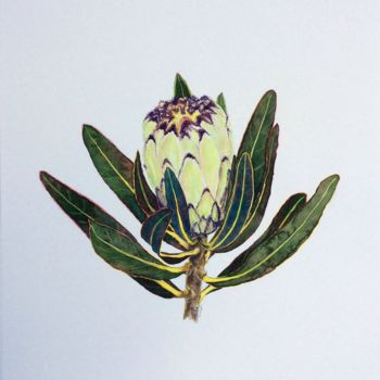 Painting titled "protea neriifolia c…" by Jing Tian, Original Artwork, Watercolor