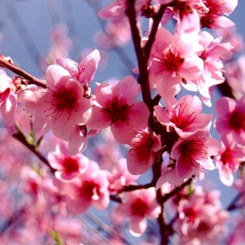 Photographie intitulée "FLEURS DE CERISIER 1" par Jean-Jacques Massou, Œuvre d'art originale, Photographie numérique