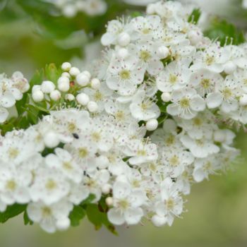 Фотография под названием "AUBEPINE FLEURIE 1" - Jean-Jacques Massou, Подлинное произведение искусства, Цифровая фотография