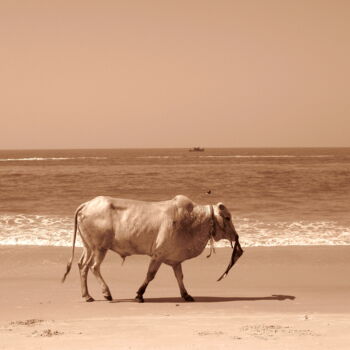Fotografie mit dem Titel "Goa - bull on beach" von Joachim Mews, Original-Kunstwerk, Digitale Fotografie