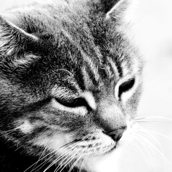 Photography titled "El gato" by Joan Llado, Original Artwork, Digital Photography