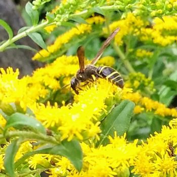 Φωτογραφία με τίτλο "Nature" από Joan Short, Αυθεντικά έργα τέχνης, Ψηφιακή φωτογραφία