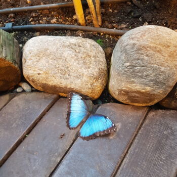 Fotografia intitolato "Blue Butterfly" da Joanna Lizbeth, Opera d'arte originale, Fotografia non manipolata