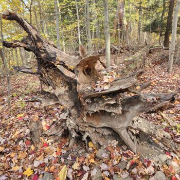 Photographie intitulée "Oak roots" par Joanna Lizbeth, Œuvre d'art originale, Photographie non manipulée
