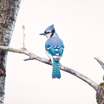 Fotografía titulada "Geai bleu / Cyanoci…" por Joanne Lemay, Obra de arte original, Fotografía digital