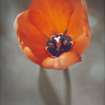 Photographie intitulée "Tulipe." par Joanne Lemay, Œuvre d'art originale, Photographie numérique
