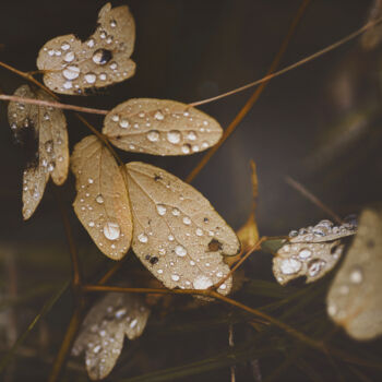 Fotografie getiteld "Water Drops." door Joanne Lemay, Origineel Kunstwerk, Digitale fotografie