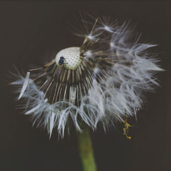 Photography titled "Dandelion / Taraxac…" by Joanne Lemay, Original Artwork, Digital Photography
