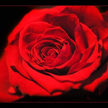 Photography titled "Red rose" by Joanna Pechmann, Original Artwork