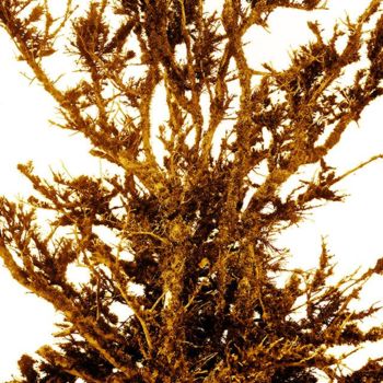 Photographie intitulée "Golden Tree" par Jdk, Œuvre d'art originale