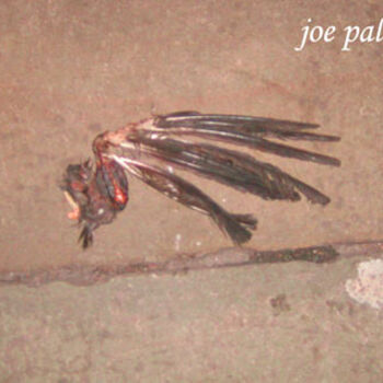 Painting titled "lost wing" by Joe Palermo, Original Artwork