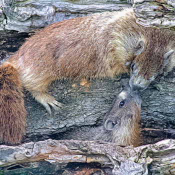 Photography titled "Marmots Greeting" by Joe Pate, Original Artwork, Digital Photography