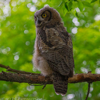 Photography titled "Young Great Horned…" by Joe Pate, Original Artwork, Digital Photography