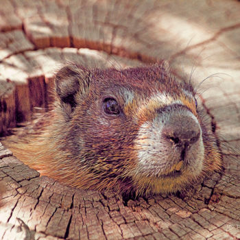 Photographie intitulée "Curious Marmot" par Joe Pate, Œuvre d'art originale, Photographie numérique