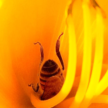 Photographie intitulée "Deep Diving Honey B…" par Joe Pate, Œuvre d'art originale, Photographie numérique