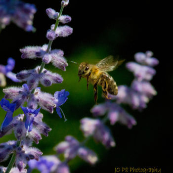 Photographie intitulée "Busy Bee" par Joe Pate, Œuvre d'art originale, Photographie numérique