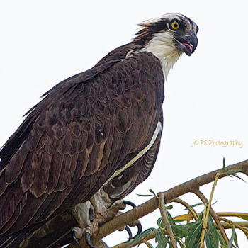 Photography titled "Watchful Osprey" by Joe Pate, Original Artwork, Digital Photography