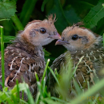 Photographie intitulée "Quail Chicks" par Joe Pate, Œuvre d'art originale, Photographie numérique