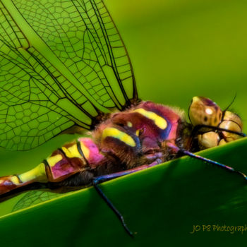 Photographie intitulée "Rainbow Dragon Fly" par Joe Pate, Œuvre d'art originale, Photographie numérique