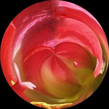 Fotografie getiteld "bloem- roos" door Johan Kause, Origineel Kunstwerk, Olie