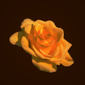 Digitale Kunst mit dem Titel "Montreux-Rose-M113.…" von Johannes Murat, Original-Kunstwerk, Digitale Fotografie