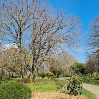 "Arbre majestueux" başlıklı Fotoğraf John Mailly tarafından, Orijinal sanat, Dijital Fotoğrafçılık