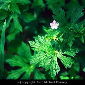 Photography titled "White Flower" by John Michael Kearney, Original Artwork
