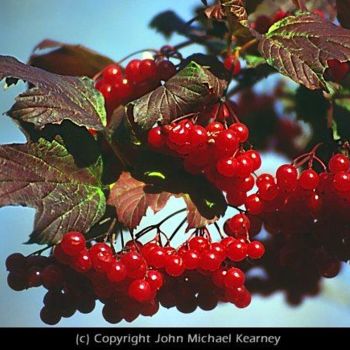 Photography titled "Red Berrys" by John Michael Kearney, Original Artwork