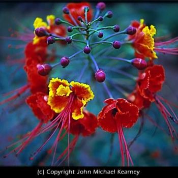 Fotografie getiteld "Red Flower 1" door John Michael Kearney, Origineel Kunstwerk