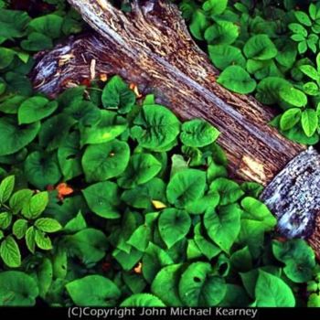 Photography titled "Leaves with Log" by John Michael Kearney, Original Artwork