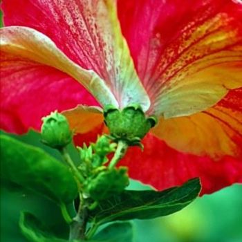 Fotografia intitulada "Red Hibiscus" por John Michael Kearney, Obras de arte originais