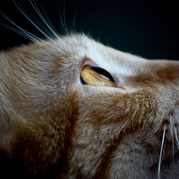 Photography titled "Detail of a cat's e…" by Javier Oliver, Original Artwork