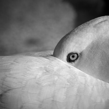 Photography titled "The eye of the goose" by Javier Oliver, Original Artwork