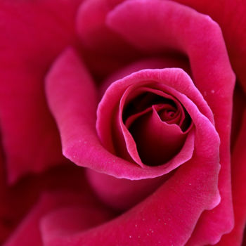 Photography titled "Close red rose over…" by Javier Oliver, Original Artwork