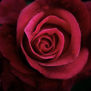 「Close red rose over…」というタイトルの写真撮影 Javier Oliverによって, オリジナルのアートワーク