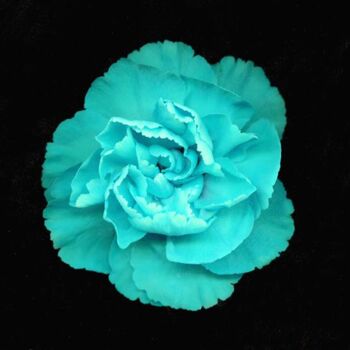 Photography titled "Cyan rose" by Jonathan Talks, Original Artwork