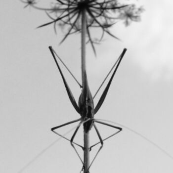 摄影 标题为“Symétrie” 由Jonathan Danikowski, 原创艺术品