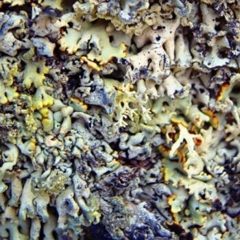 Photography titled "Lichen 6" by Jonathan Danikowski, Original Artwork