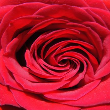 Photographie intitulée "Red Rose by Jorge G…" par Jorge Gallardo, Œuvre d'art originale