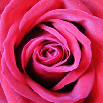 Fotografia intitolato "Red Rose 2 photogra…" da Jorge Gallardo, Opera d'arte originale