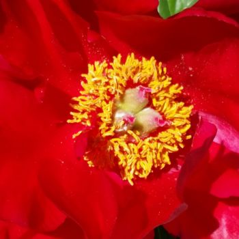 Photographie intitulée "Red flower photo by…" par Jorge Gallardo, Œuvre d'art originale