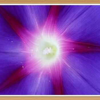 Fotografía titulada "morning glory photo…" por Jorge Gallardo, Obra de arte original