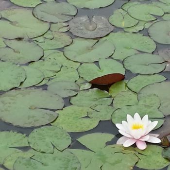 Fotografía titulada "Water Lily photo by…" por Jorge Gallardo, Obra de arte original