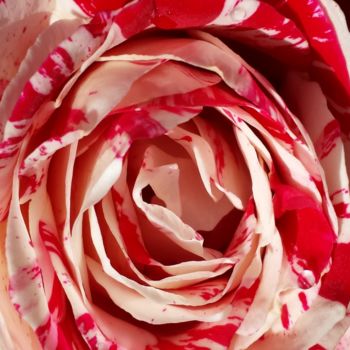 Photographie intitulée "Red and white rose…" par Jorge Gallardo, Œuvre d'art originale