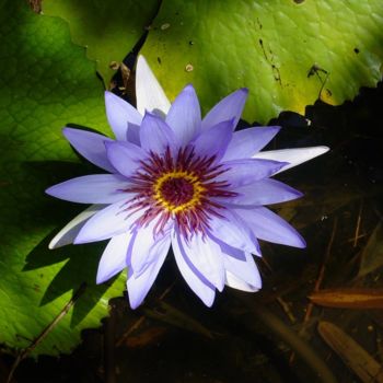 Fotografie mit dem Titel "lotusflower.jpg" von Jorge Gallardo, Original-Kunstwerk