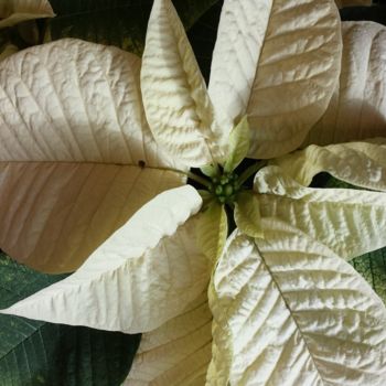 Fotografia intitolato "white poinsettia fl…" da Jorge Gallardo, Opera d'arte originale